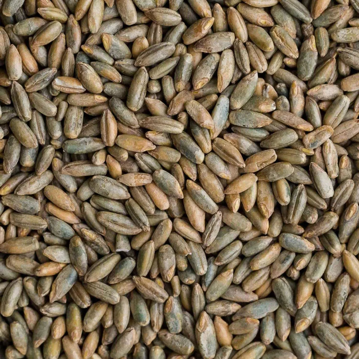 Organic Rye Berries 12 oz - Healthy, High in Fiber and Iron - Whole Grain Superfood (Secale cereale)