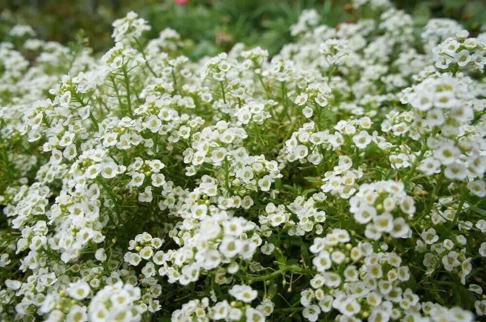 Sweet Alyssum Flower Seeds 2000+ CARPET OF SNOW White Aroma Annual - Lobularia maritima