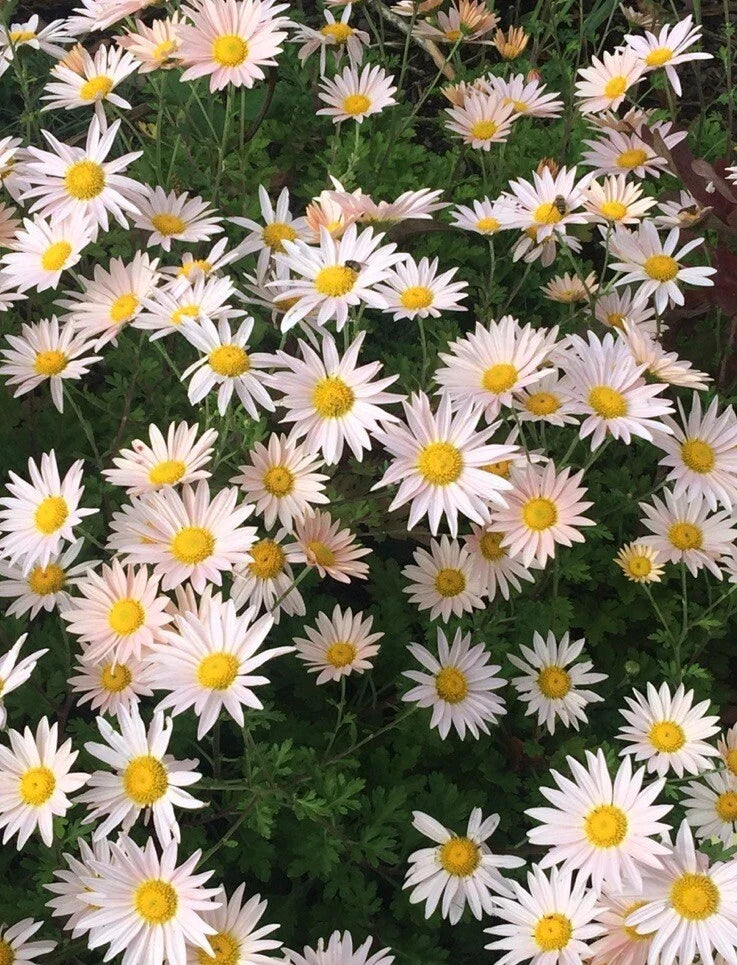 Pink Ryans Mums Live Plants - 12 Roots Chrysanthemum Perennial - Daisy Pink Color