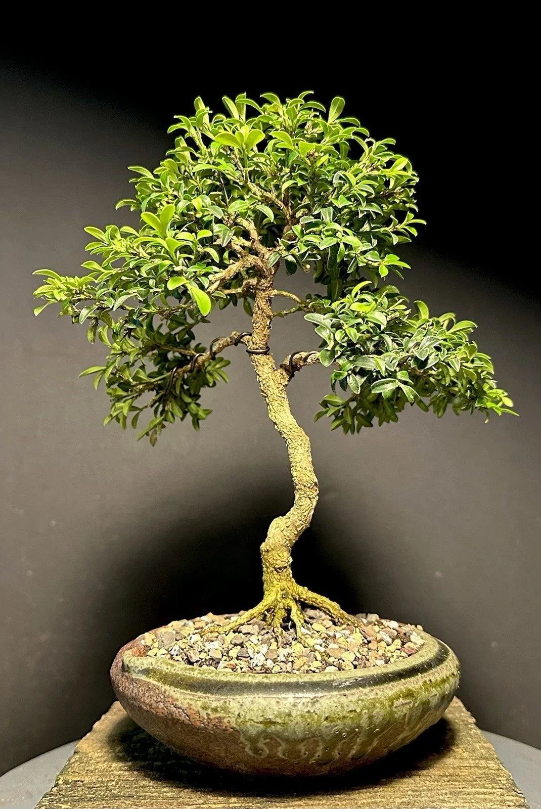 Mame Bonsai Tree 9” Kingsville Boxwood 11 Years Old in Japanese Pot with Chop, Buxus microphylla var. japonica