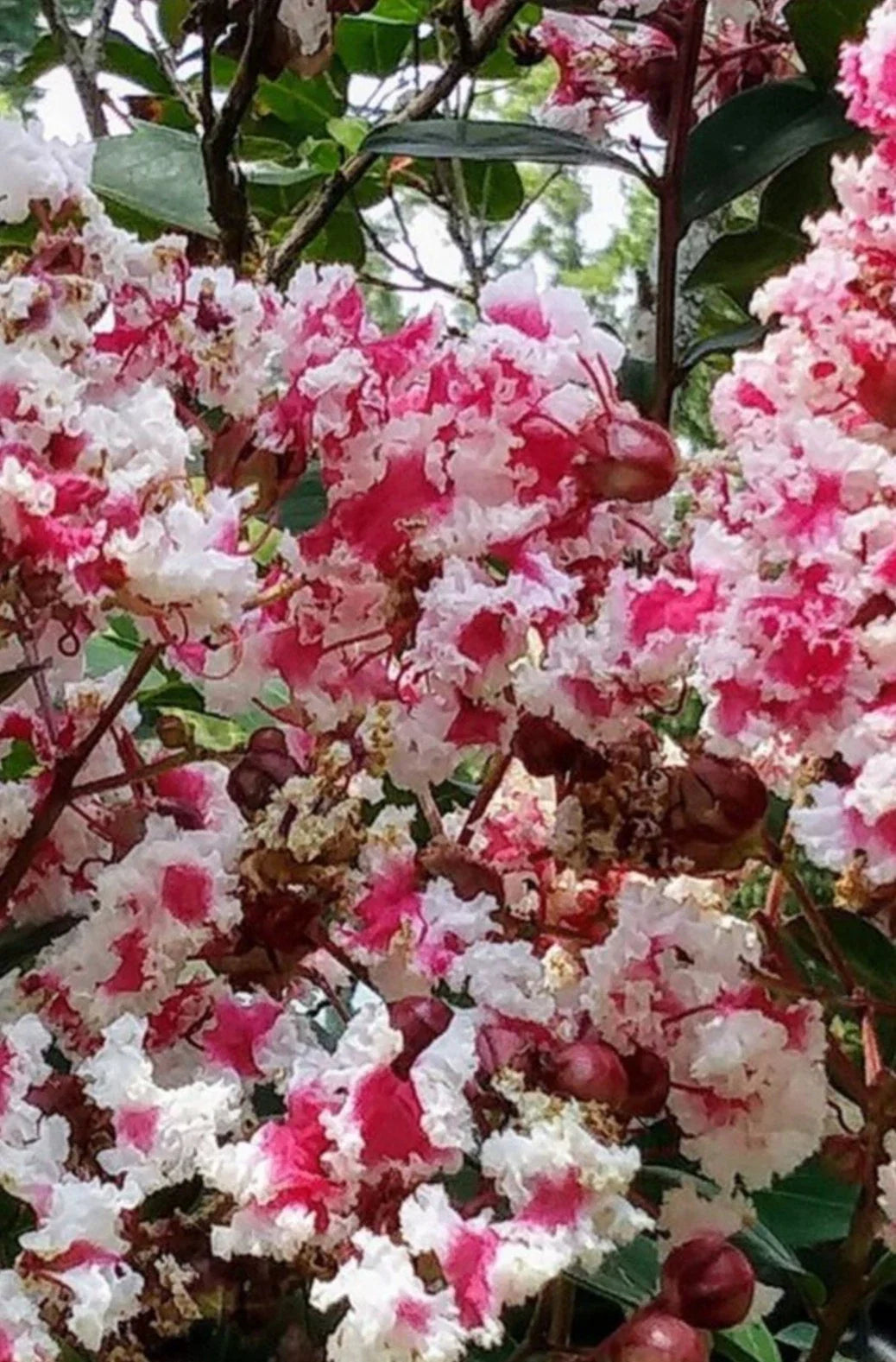 Crape Myrtle Cuttings - Rare Variegated Dark Pink & White - Lagerstroemia indica 'Queens Lace' - Fresh Cuttings
