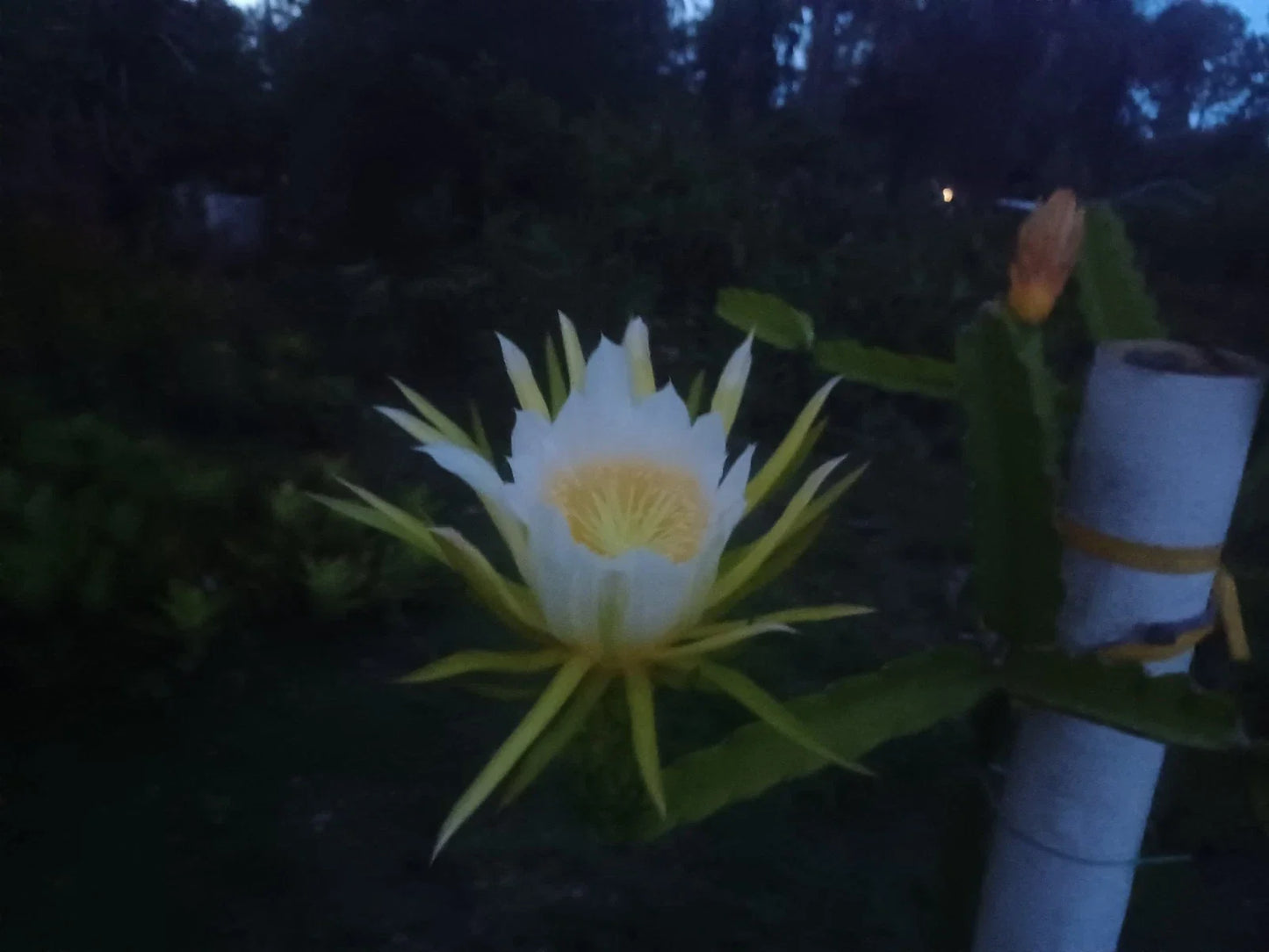 Unrooted Dragon Fruit Cutting 8-10" Hylocereus undatus
