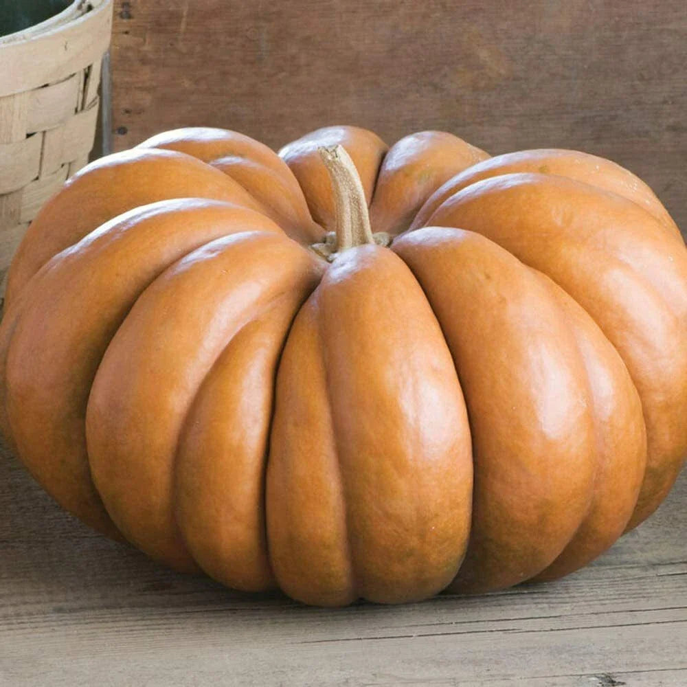 Fairytale Pumpkin Seeds | Musquee de Provence | Heirloom Variety | Non-GMO Seed | Organic Gardening Supplies