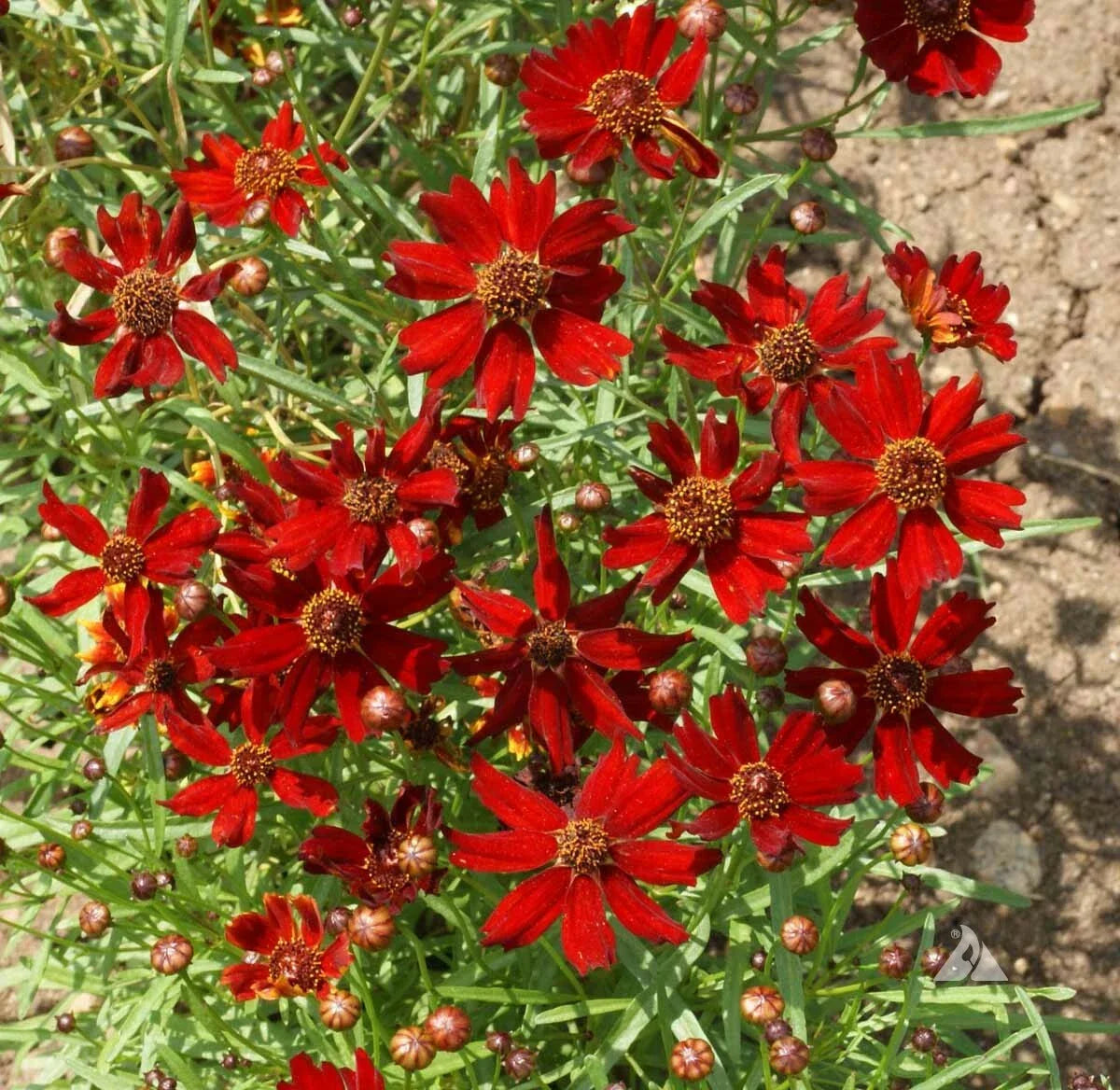 Coreopsis Seeds - Dwarf Red Plains - 12-15" - Butterfly Garden - Fall Blooms - Non-GMO - 500 Seeds - Coreopsis tinctoria