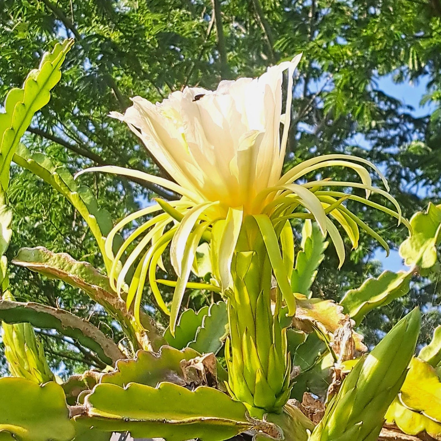 Dragon Fruit Rooted Cuttings - 4" Mystery Varieties - Hylocereus spp.
