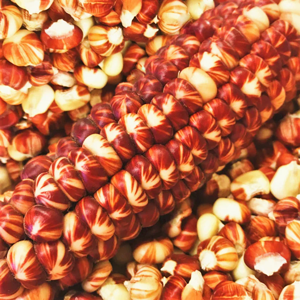 Starburst Manna Ornamental Corn Seeds | Magic Red Parching Dent | Zea mays 2025