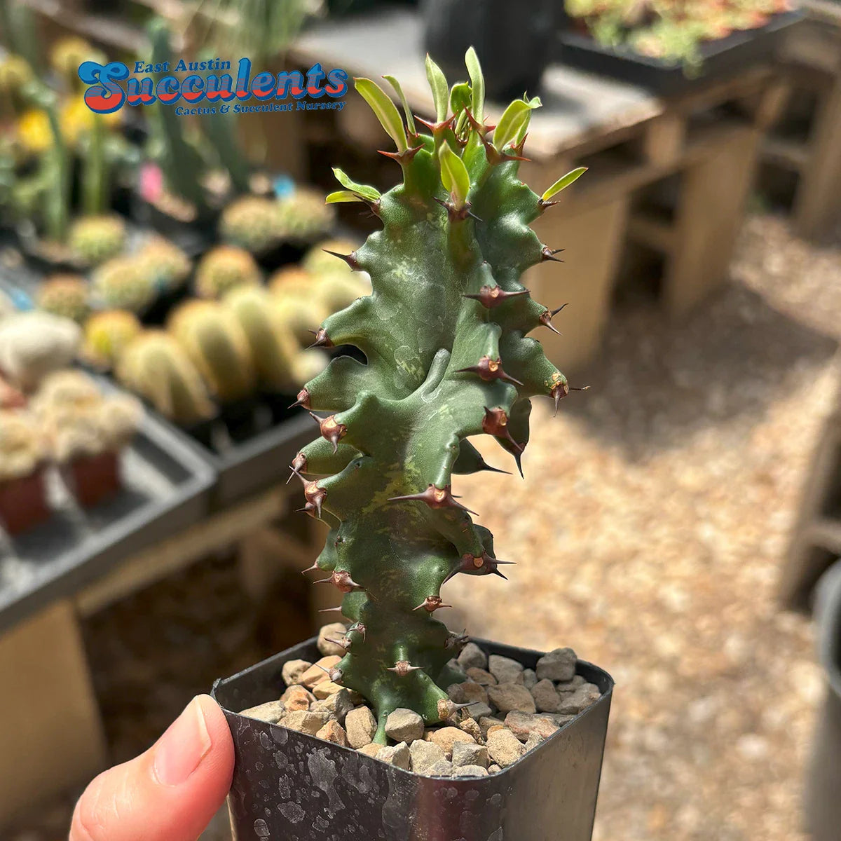 Euphorbia ingens monstrose - Live Rooted Succulent Plant - Unique Cactus Variety for Indoor or Outdoor Decor