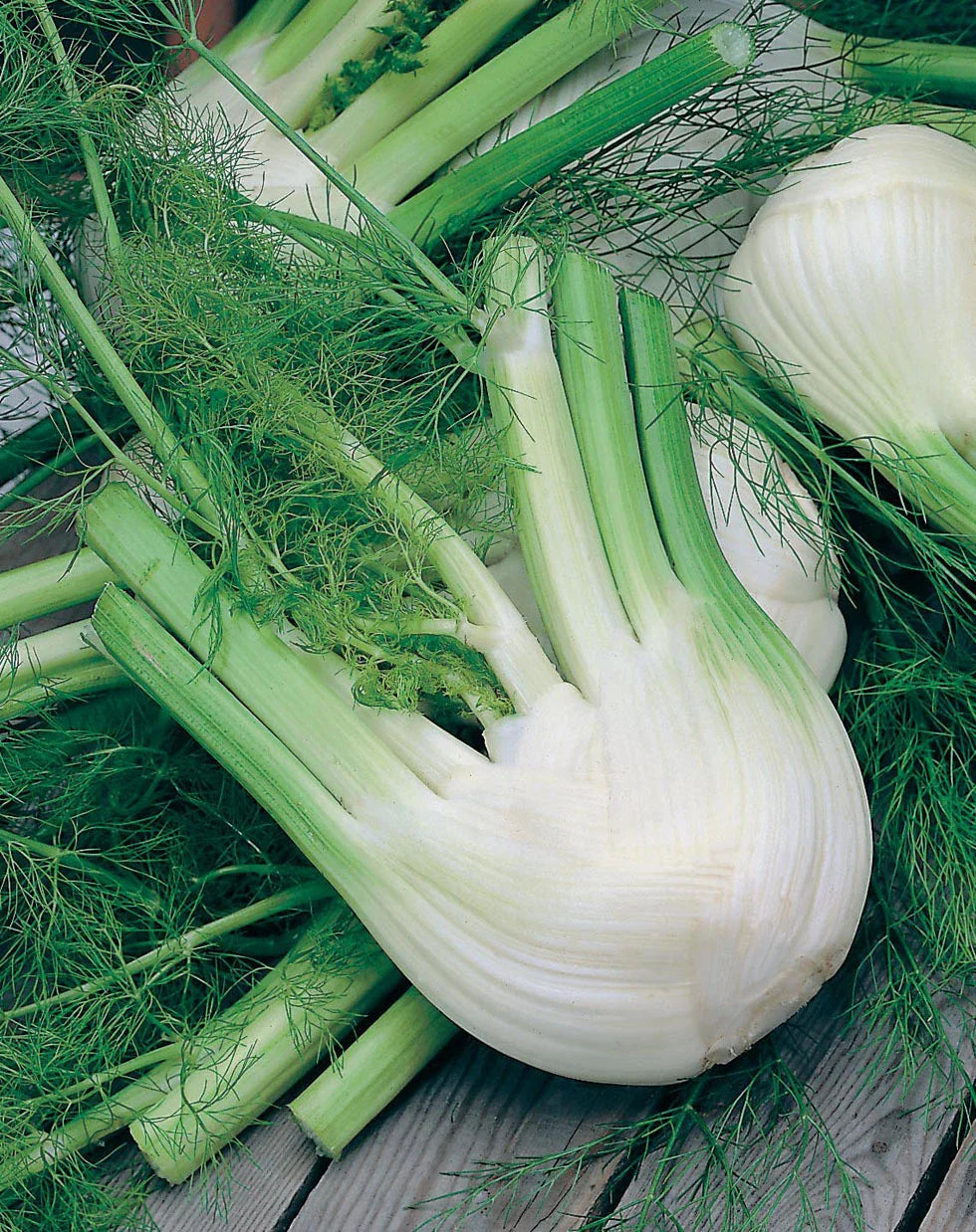 Florence Fennel Herb Seeds - 250+ Fresh Seeds - Foeniculum vulgare var. dulce