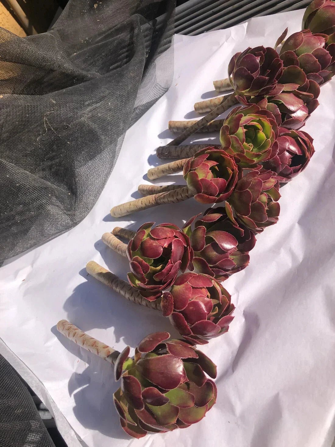 Red Aeoniums Cuttings - 3" Tall "Jack Catlin" Unrooted - 4 Beautiful Plants - Succulent Variety