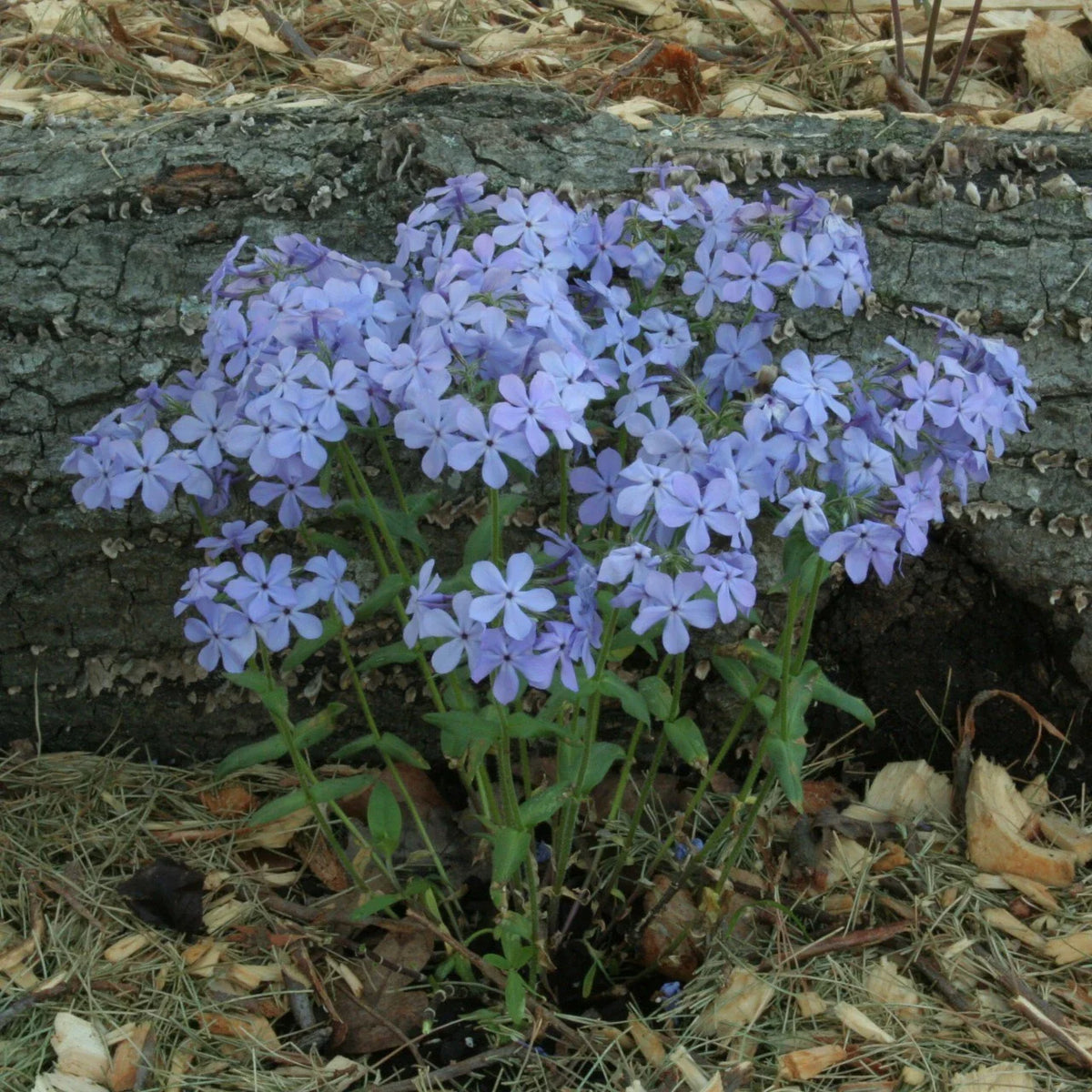 Wild Sweet William Phlox Seeds - 100+ Count for Garden Planting - Phlox maculata - USA Grown, Free Shipping