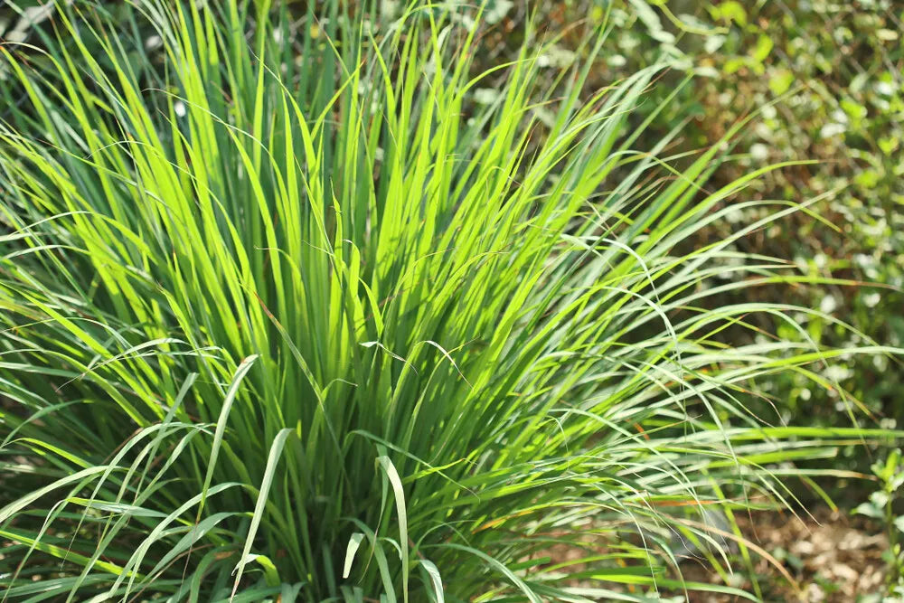 Lemongrass Seeds - 100 Seeds - Grow Lemon Grass Herb - Cymbopogon citratus