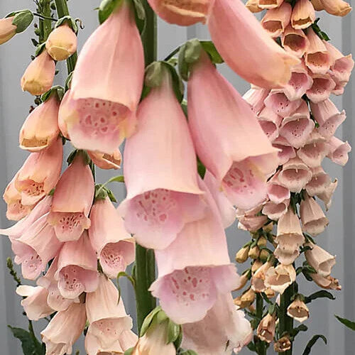 Apricot Beauty Foxglove Seeds | Non-GMO | Digitalis purpurea | Flowering Plant Seeds for Garden