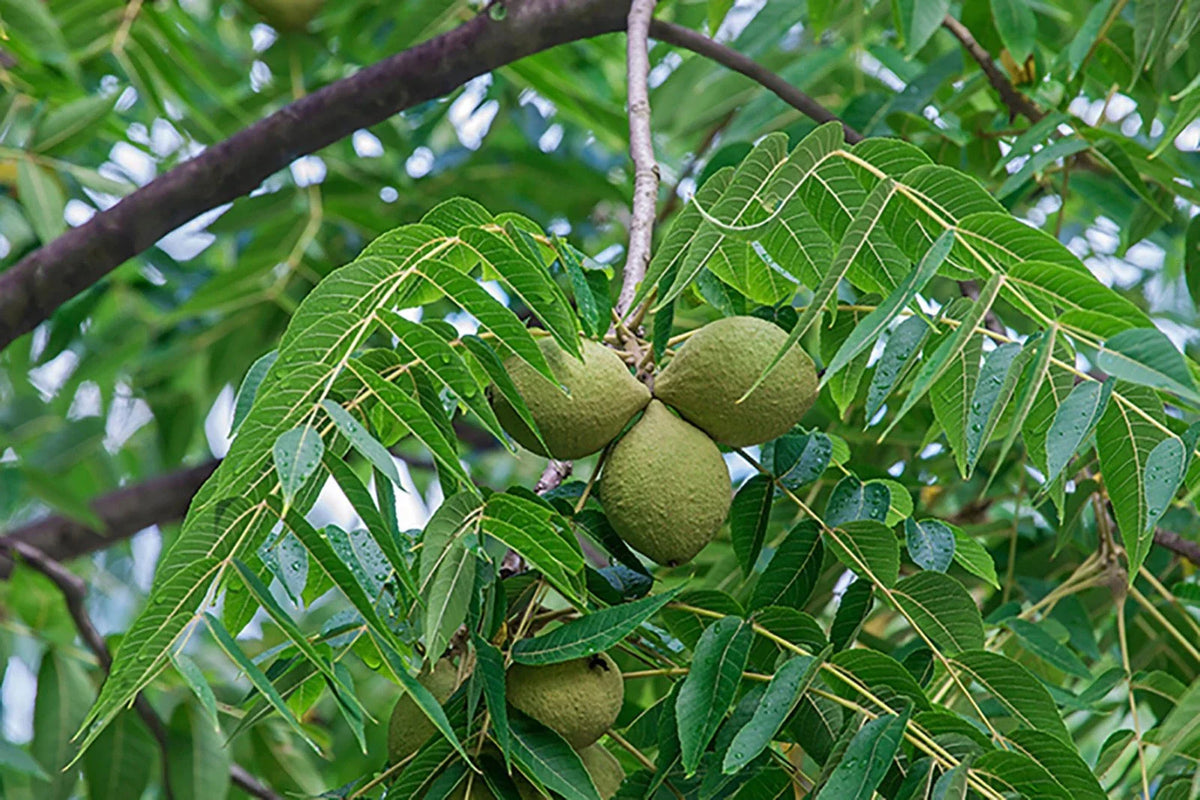 Black Walnut Tree 12-24" Tall Bare Root Juglans nigra - American Black Walnut Seedling