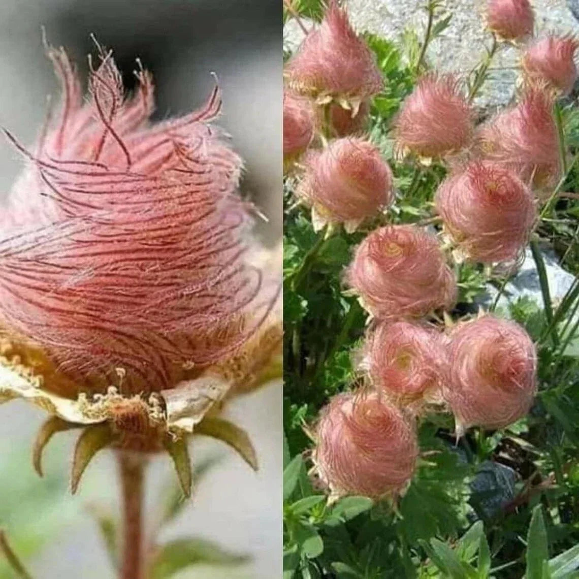 Geum Prairie Smoke Seeds - Cherry Drop - Deer Resistant Perennial Flower Seeds - 55+ Seeds