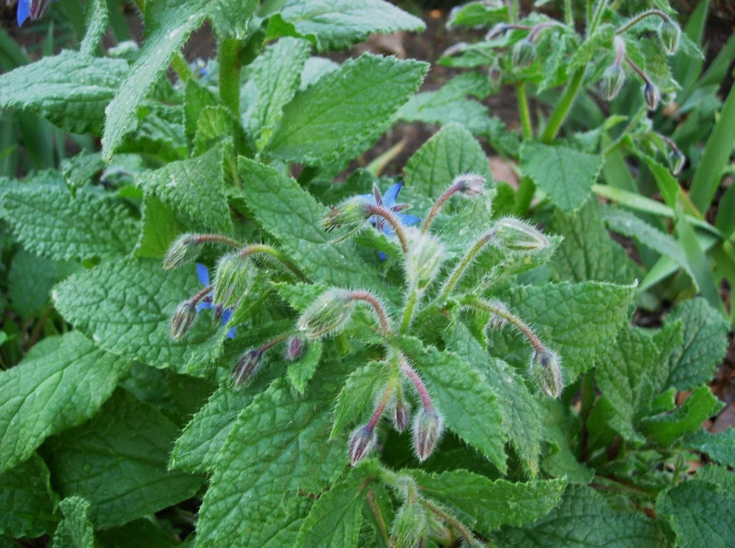 Borage Seed 250+ Seeds | Fresh Herb Seeds for Garden | Borago officinalis