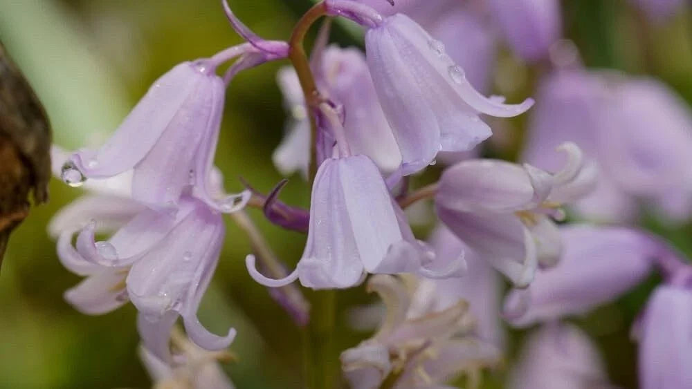 Spanish Pinkbell Bulbs - 10 Bulbs - Pink, Perennial Flowering Plant - Rhexia sp.