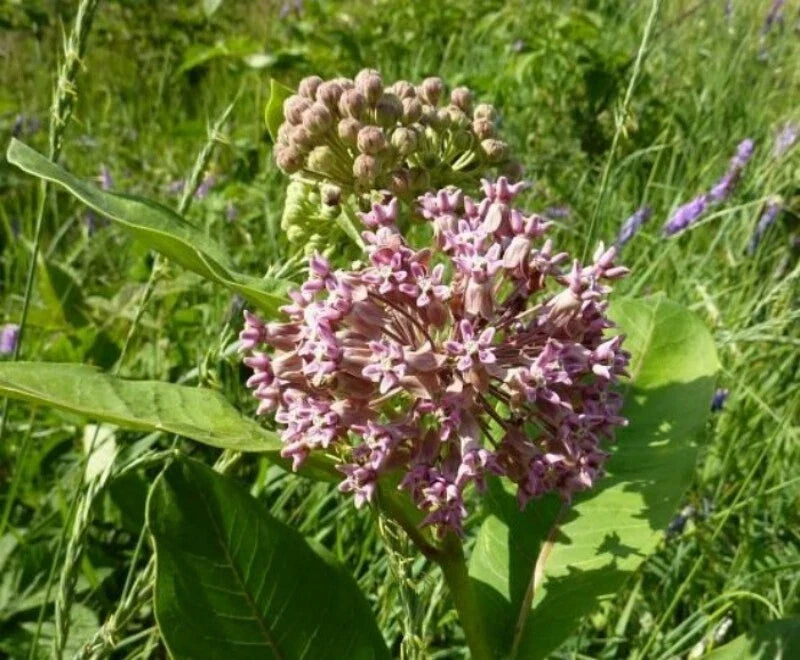 Common Milkweed Seeds 1 OZ, Asclepias syriaca, Native Wildflower for Monarchs, 4000 Seeds