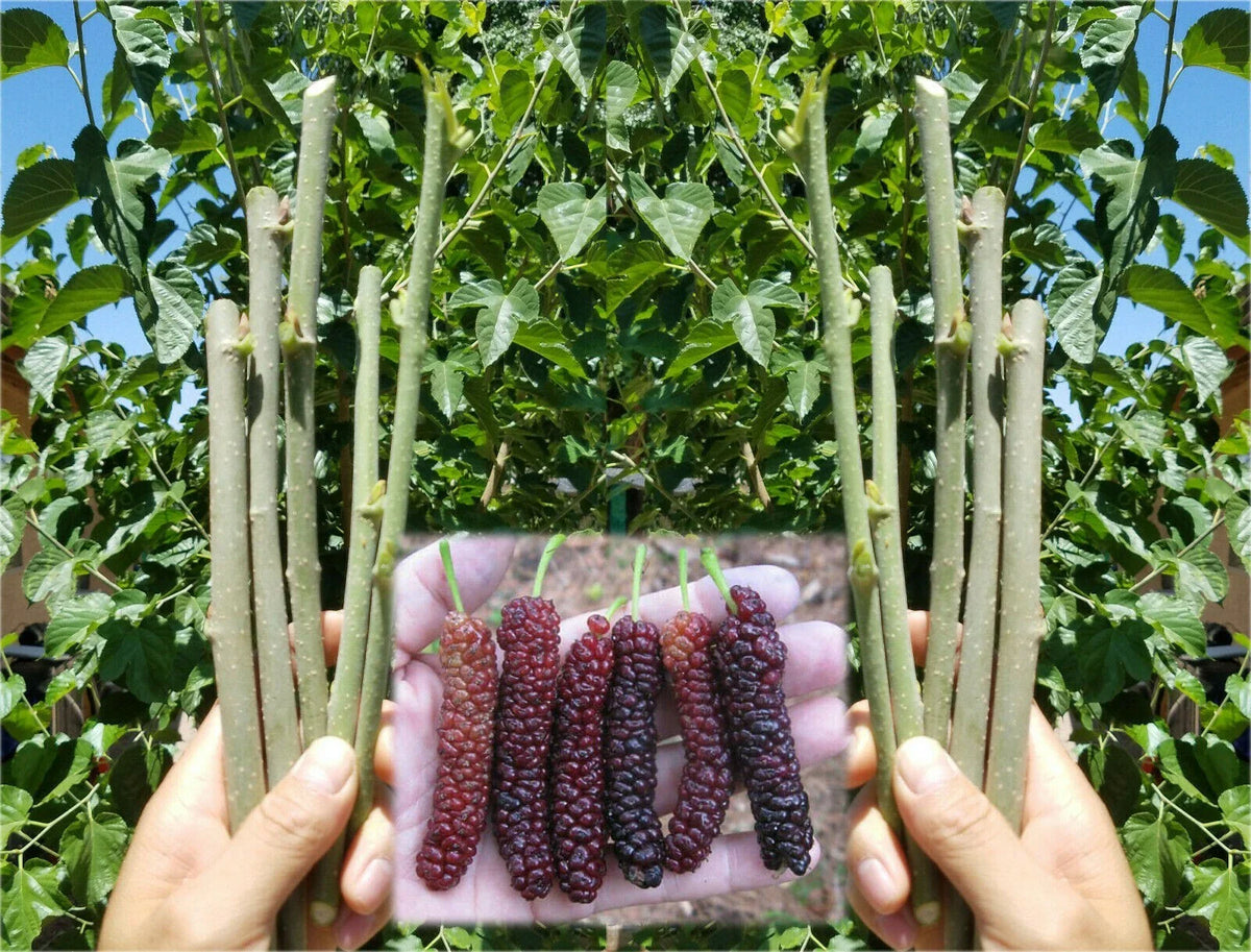 Pakistan Mulberry Cuttings - 10x Organic Fresh Rooting or Grafting Cuttings - Morus alba