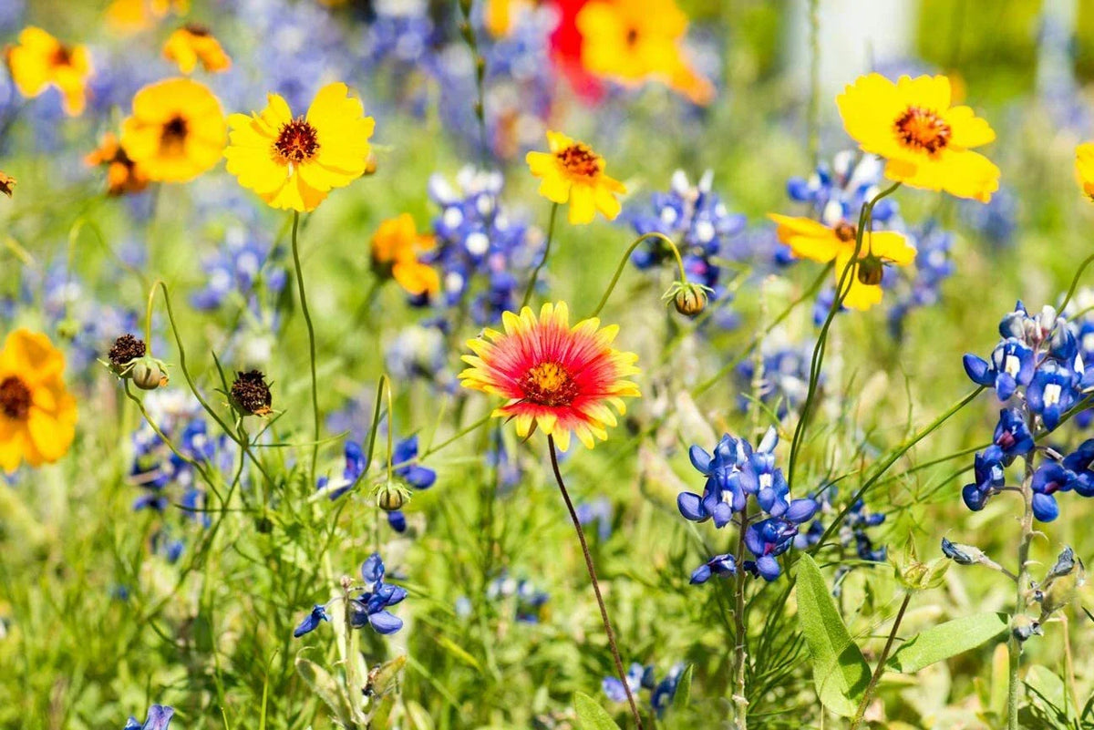 Wild Flower Mix Seed Packet - Open-Pollinated Bulk Flower Seeds for Beautiful Gardens - Various Colors