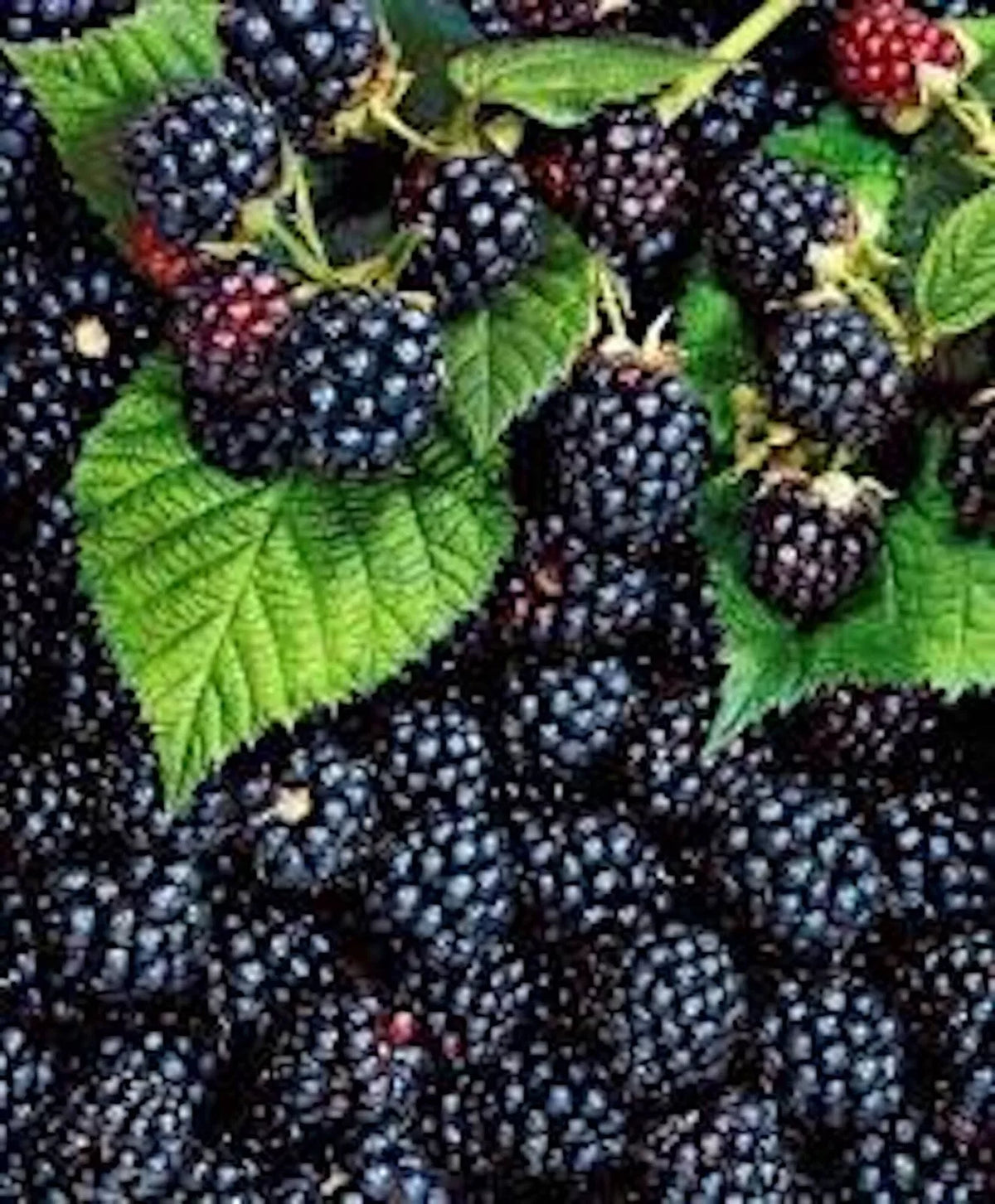 Triple Crown Blackberry Plant - Thornless Edible Fruit - Rubus fruticosus 'Triple Crown' - 5 Pack