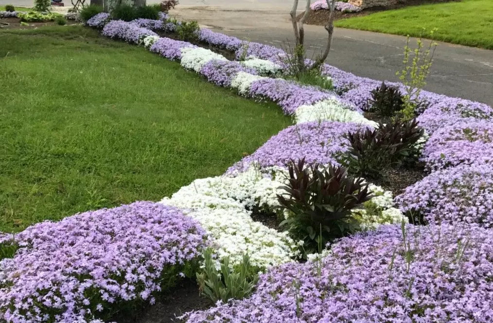 Creeping Phlox Bundle of 6 Bare Root Plants, Lavender & White Ground Cover, Deer-Proof, Phlox subulata