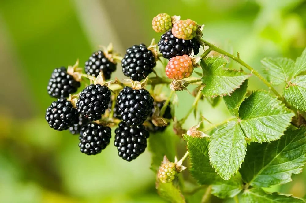Wild Blackberry Seeds 200 Non-GMO Seeds, Iowa Grown, Rubus fruticosus, Organic Gardening, Home Planting