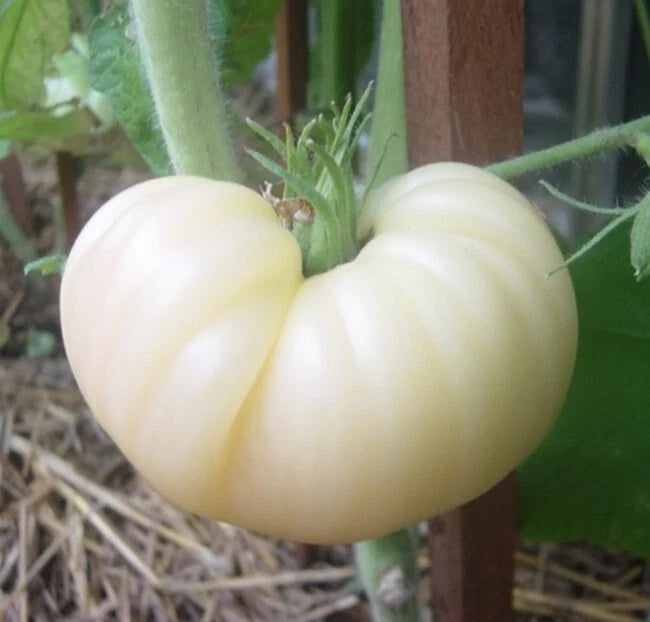 Great White Beefsteak Tomato Seeds, 10+ Heirloom Organic Non-GMO - Rare Varietal - Solanum lycopersicum