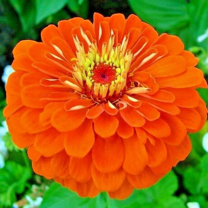Zinnia Seeds - 301+ Orange Summer Flowering Annual Cut Flowers - Easy to Grow Garden Plants - Zinnia elegans