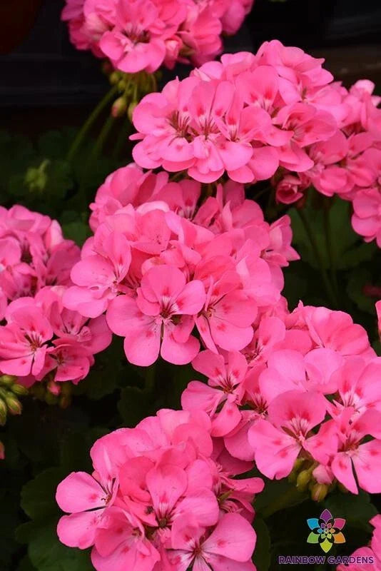 Patriot Tickled Pink Geranium Seeds - 25+ Pack - Garden Variety - Pelargonium x hortorum
