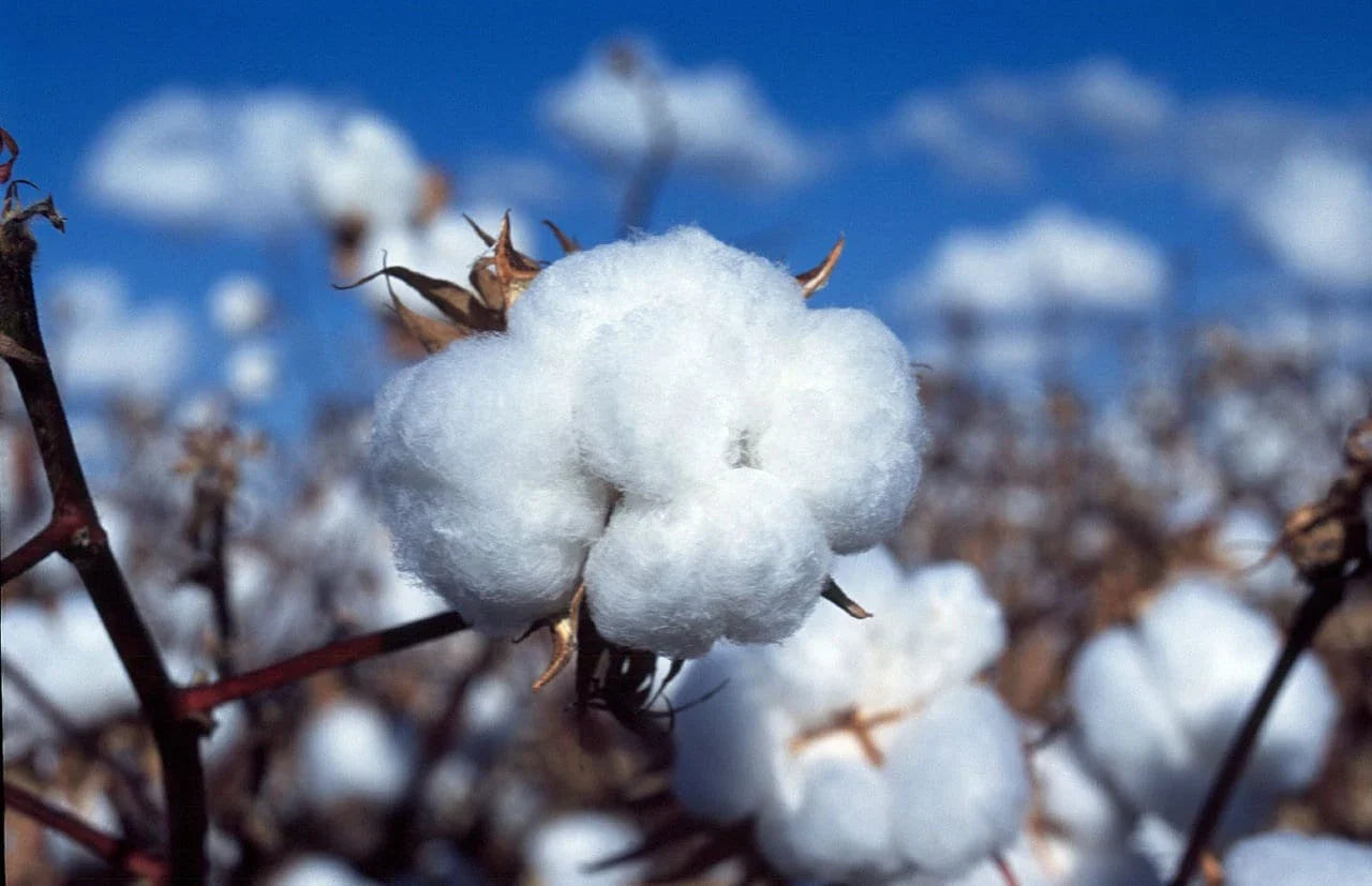 Non-GMO White Cotton Seeds - Gossypium Variety with Tracking - Organic Planting Seeds for Gardening and Agriculture