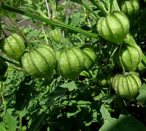 Tomatillo Seeds - 100+ Organic Mexican Husk Tomato (Physalis ixocarpa) - Heirloom Vegetable Seeds for Gardening