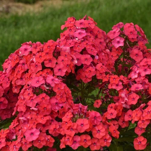 Sunset Coral Phlox Seeds - 50 Perennial Flower Seeds for Butterfly Gardens - Phlox paniculata