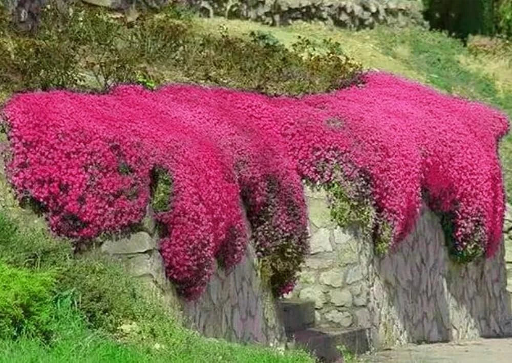 Red Creeping Thyme 500 Seeds Non-GMO Groundcover - Thymus serpyllum - Fresh