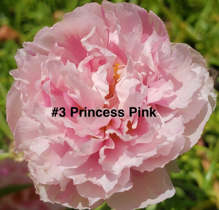 Moss Rose Cuttings - 10 Unrooted Princess Pink - Portulaca Grandiflora