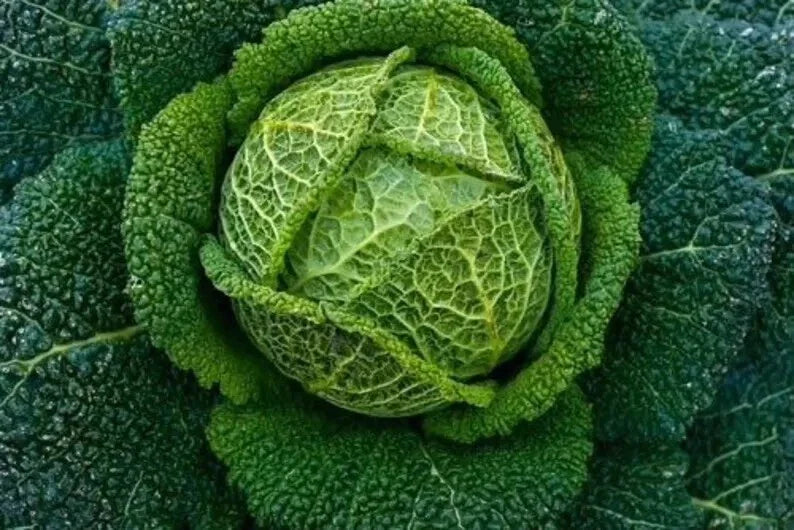 Savoy Perfection Cabbage Seeds - 1000+ Heirloom Non-GMO Fresh Seeds - Brassica oleracea var. capitata