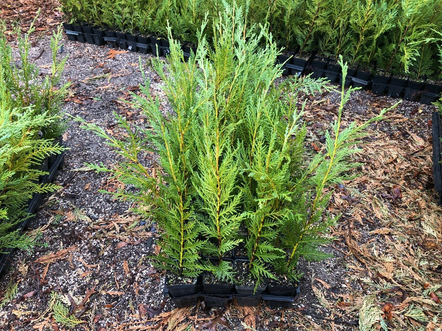 Leyland Cypress 12-18" Plants - Fast-Growing Evergreen Trees, Cupressocyparis leylandii, Box of 50 in Pots, Shipping Included