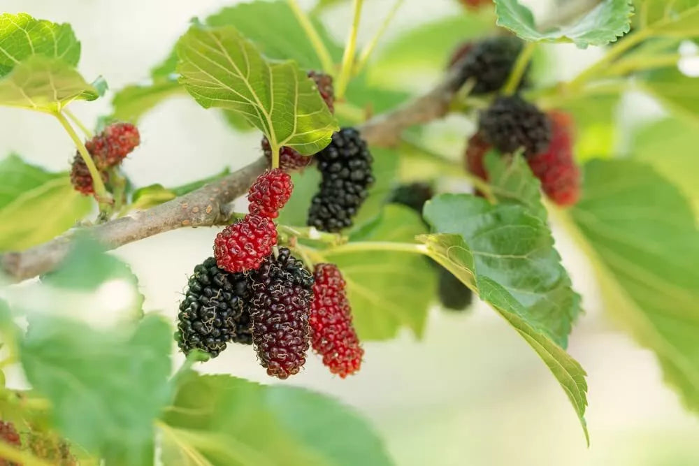 Fruit Seeds for Planting - Assorted Varieties - Organic, Heirloom, Non-GMO - Tomato (Solanum lycopersicum), Pepper (Capsicum spp.)