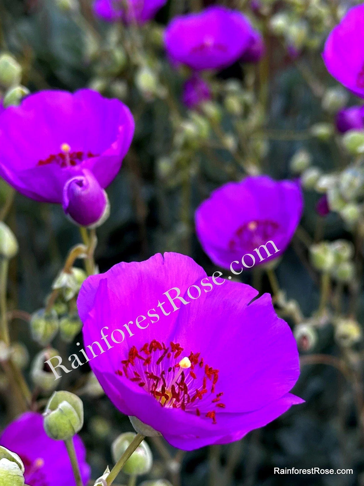 Purple Calandrinia Spectabilis Cuttings - 10 Fast Growing Rock Purslane Cuttings for Propagation
