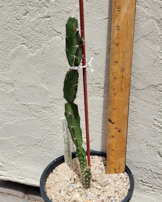 Live Rooted Triangle Cactus Plant - Acanthocereus tetragonus - Naples Florida Variety