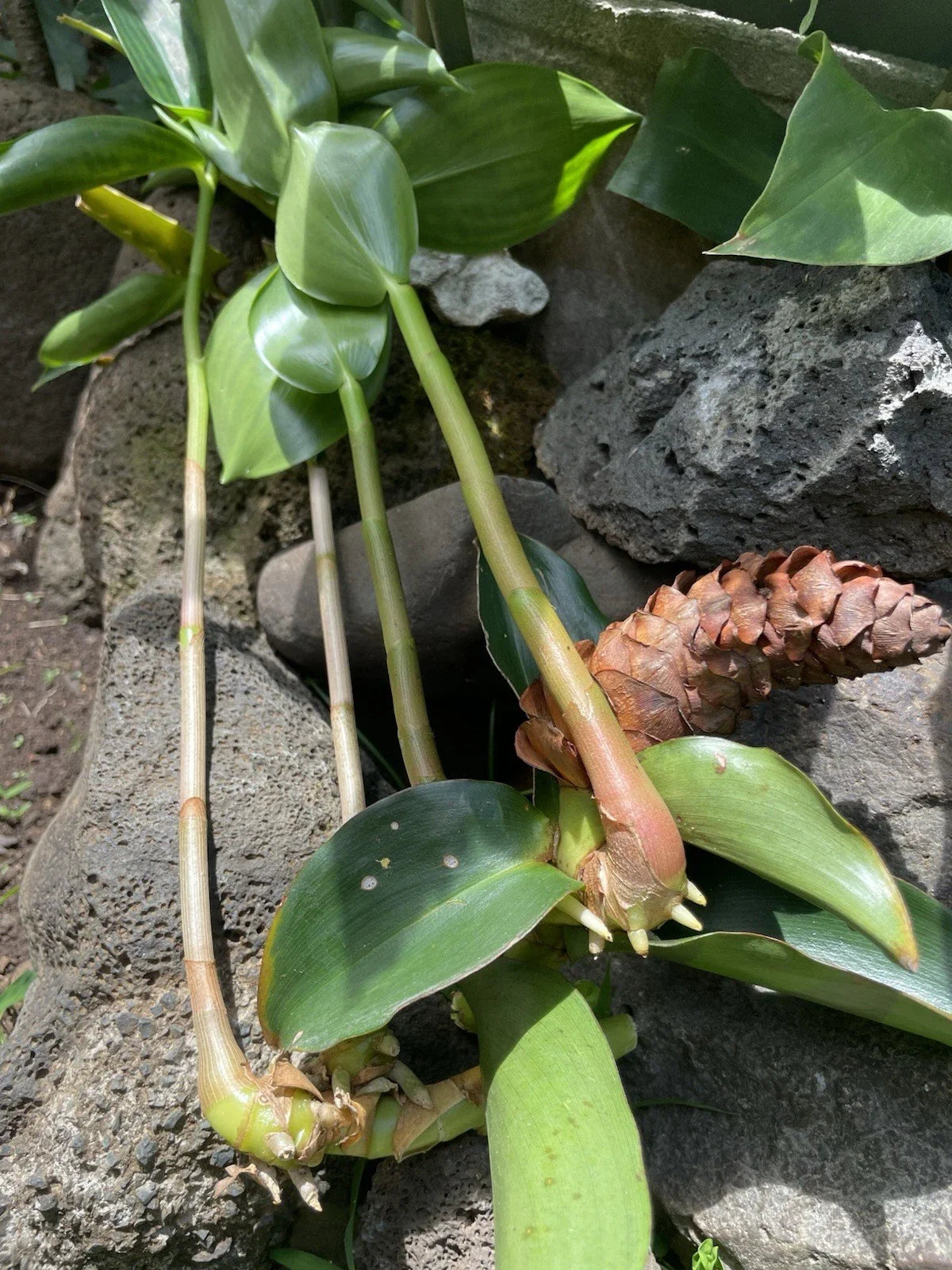 Costus Woodsonii Cuttings - 12 Organic Red Indian Head Ginger - Hawaii Grown