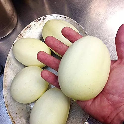 Dragon Eggs Seeds - 30 Seeds - White Cucumbers (Cucumis sativus) - Unique Heirloom Variety for Home Gardening