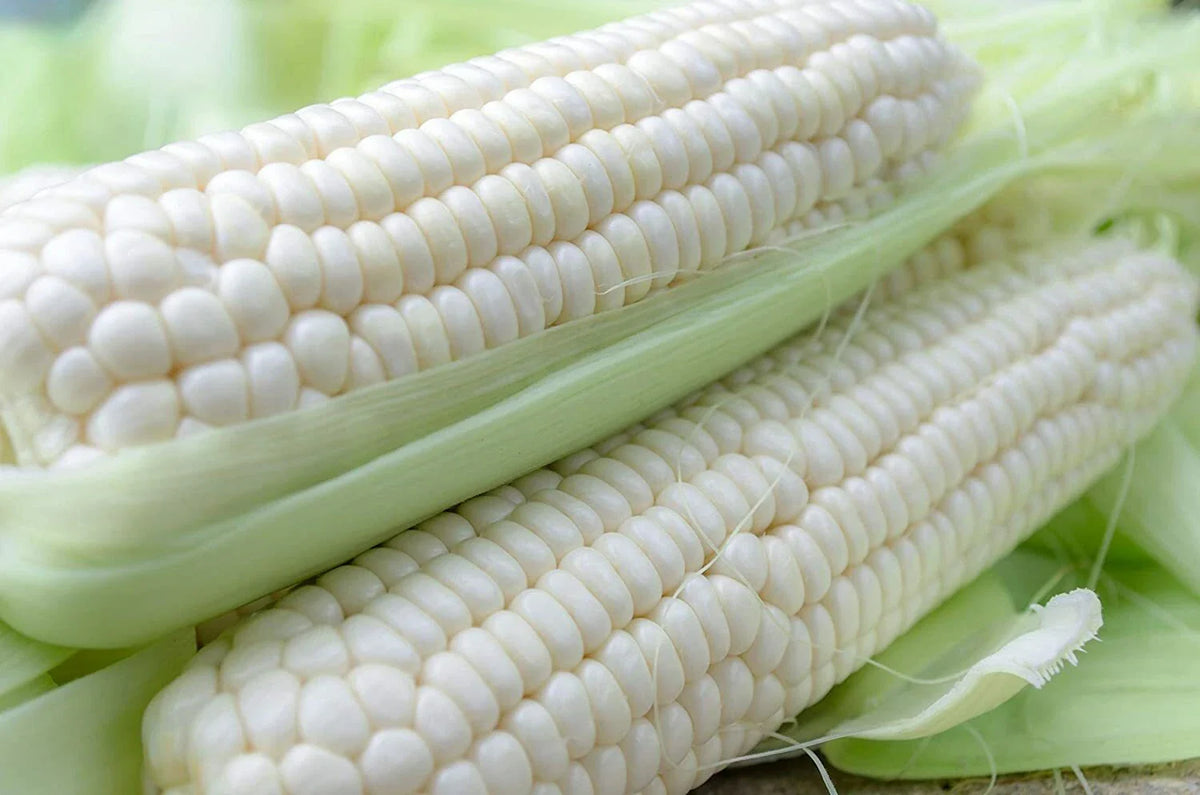 White Corn Seeds for Planting, 75 Count, Zea mays, Non-GMO, Heirloom Variety