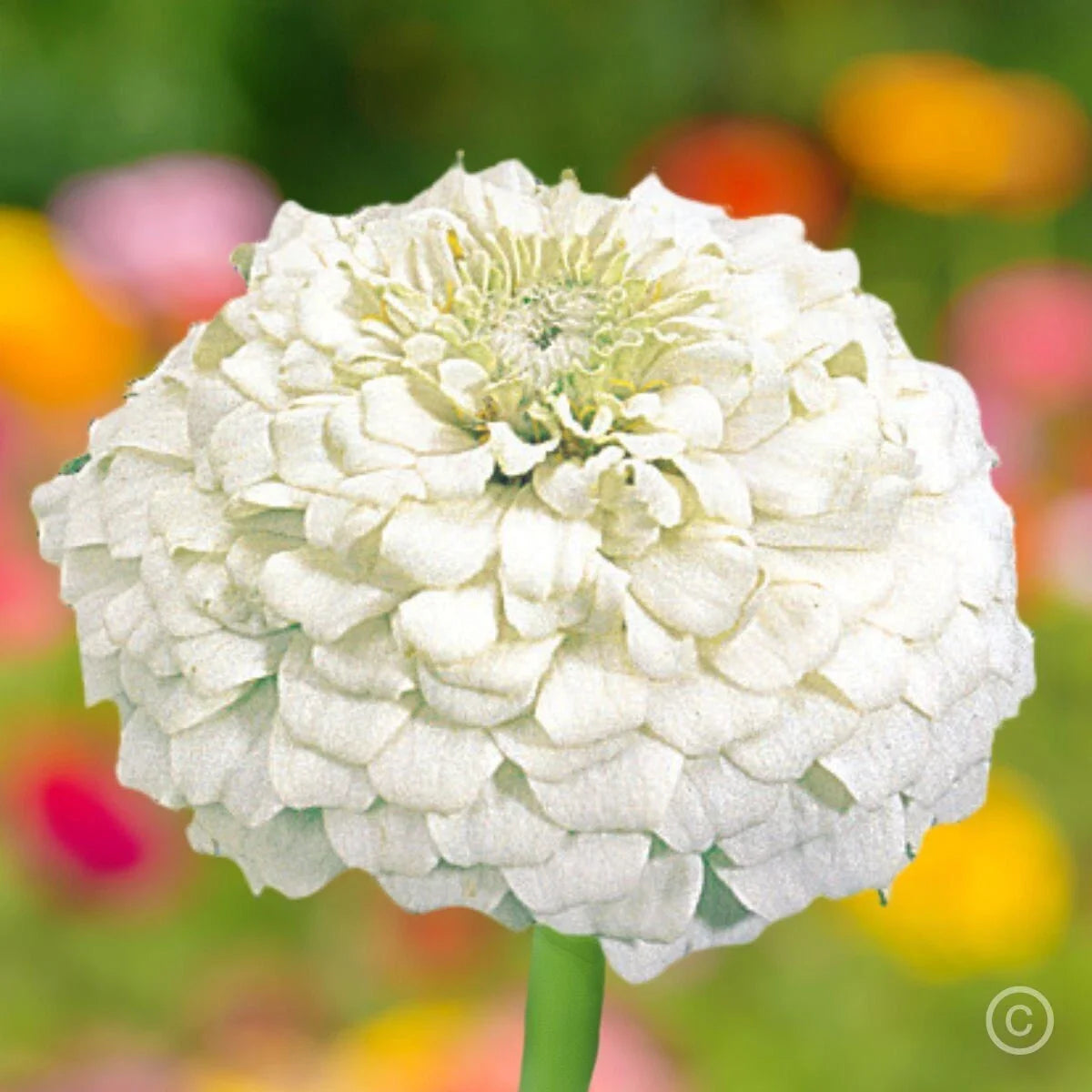 White Zinnia Seeds - 100+ Polar Bear Variety - Double Flowered - Attracts Bees, Butterflies & Birds - Zinnia elegans