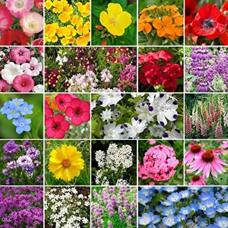 Wildflower Seed Mix 1 Lb Non-GMO Partial Shade Variety 520,000 Seeds