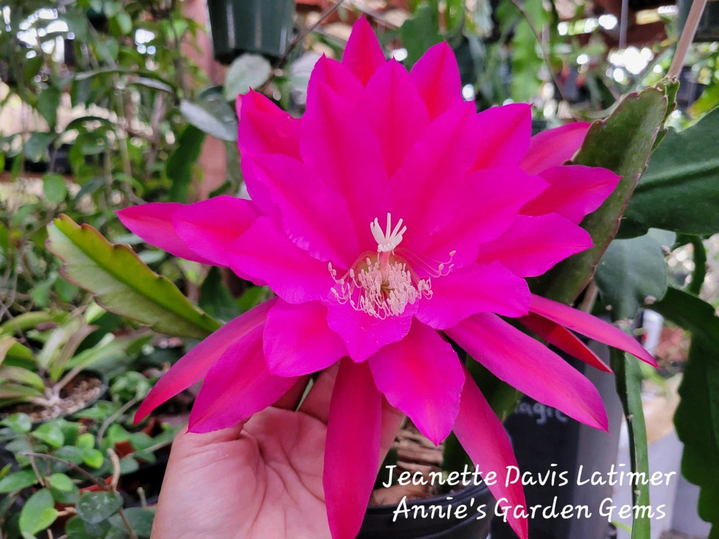 Epiphyllum Cuttings - Unrooted Jeanette Davis Latimer - 8 to 10 Inches Long - Tropical Cactus Plant