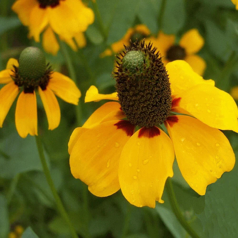 Clasping Coneflower Seeds | 500-10,000 Non-GMO Seeds | Echinacea angustifolia | Perennial Flower Seeds