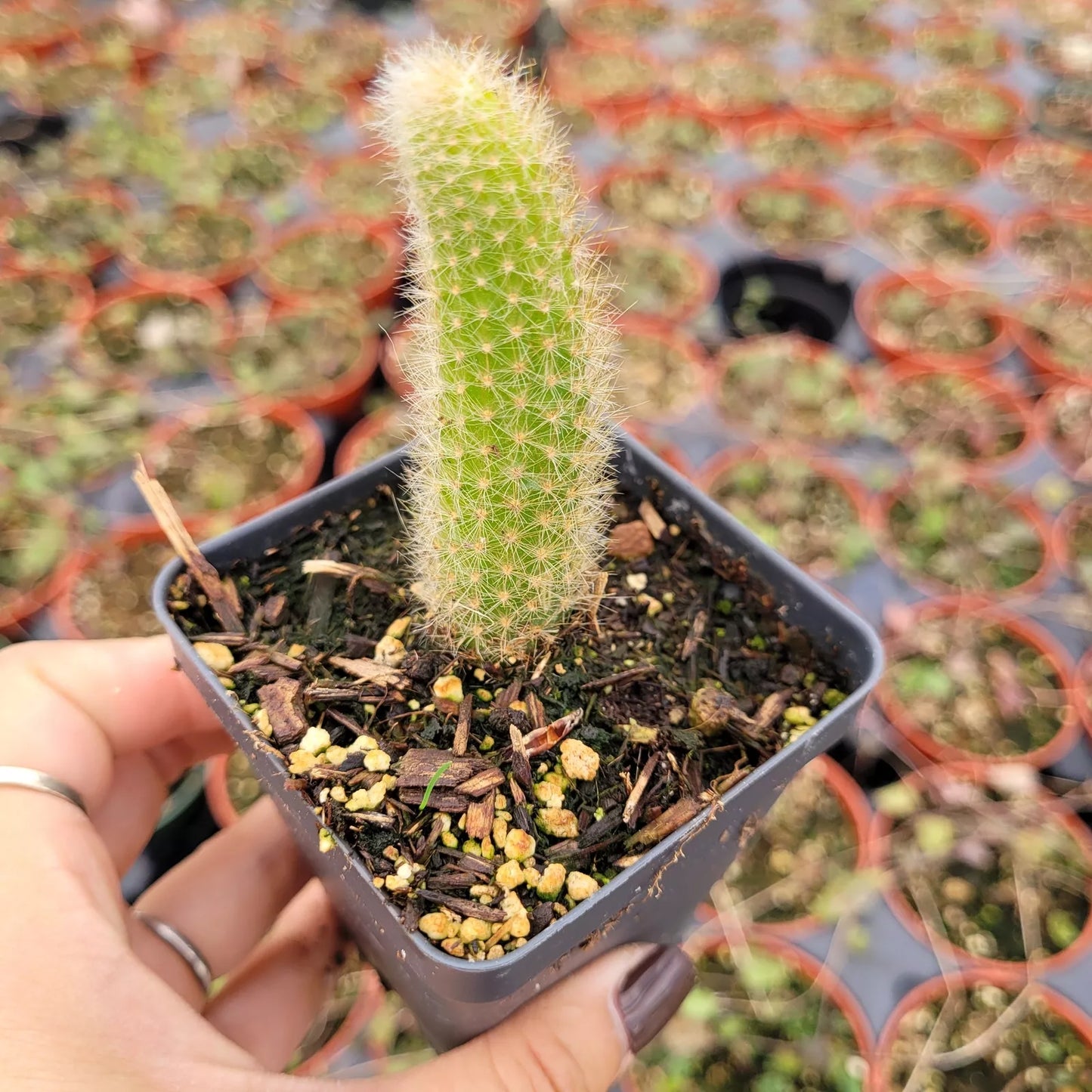 Monkey Tail Cactus Plant 4 Inch Hildewintera colademononis Succulent - Unique Textured Green Foliage