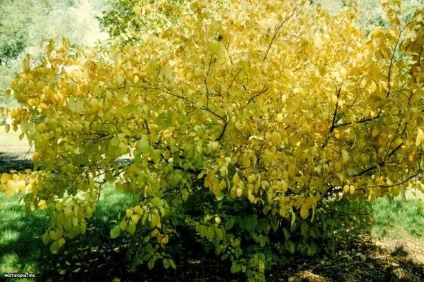 Spicebush Live Plant Set of 2, 12-24 Inches, Lindera Benzoin, 2-3 Years Old, Bare Root, Hardy Shrub for Moist Areas