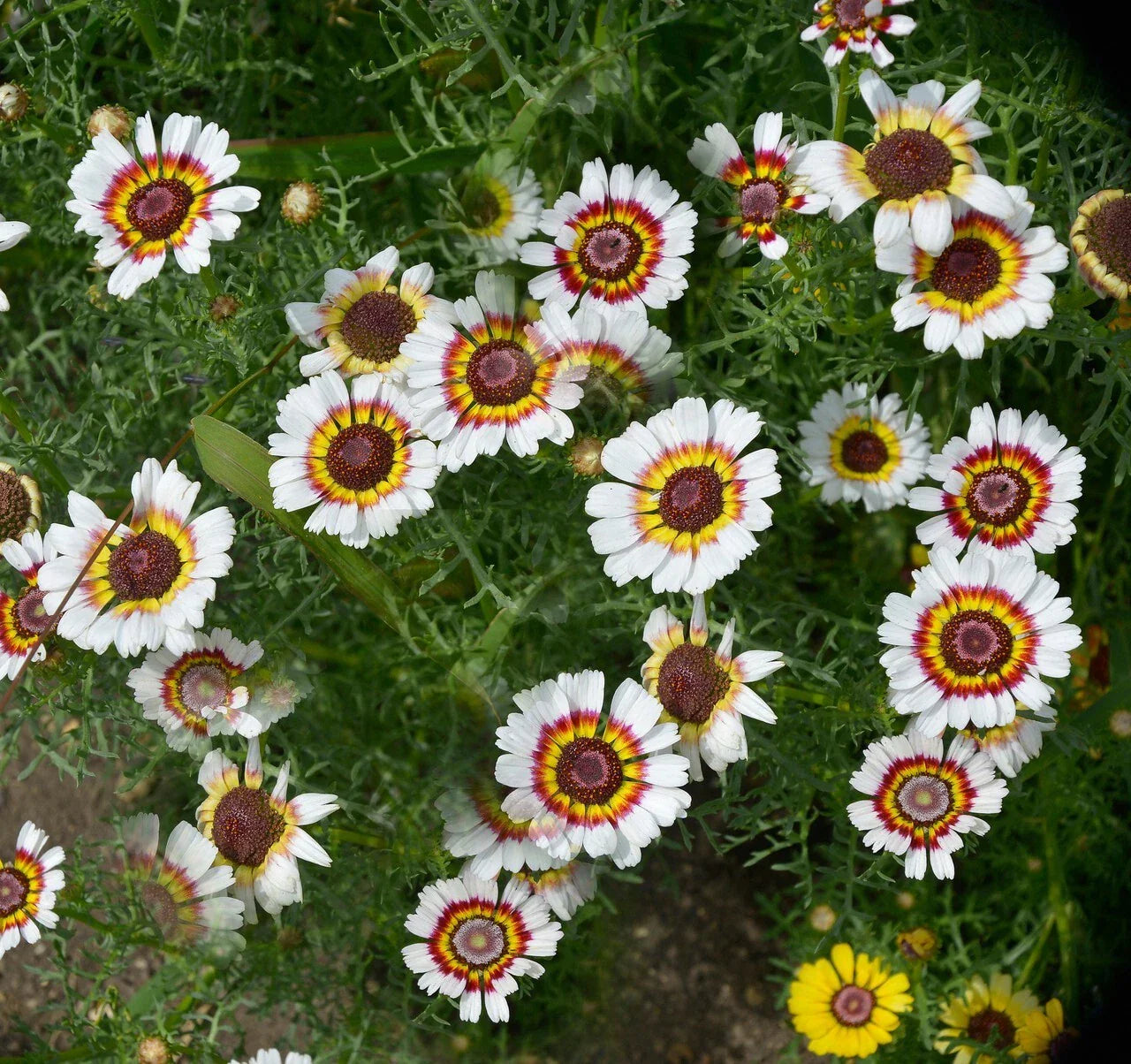 Painted Daisy Seeds - 200+ Yellow Red White - Garden Flowers - Chrysanthemum Carinatum - USA