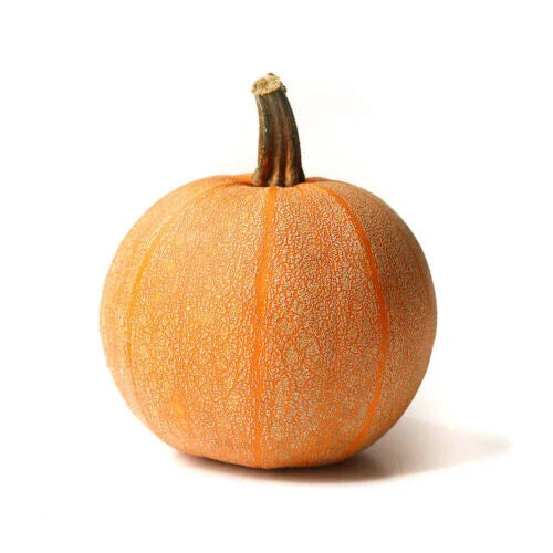 Winter Luxury Pumpkin Seeds - 25+ Pack for Garden Planting - Cucurbita pepo - USA Grown, Non-GMO